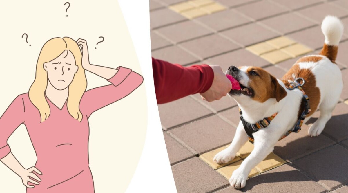 Vår hund har tagit över våra liv – är det här normalt?