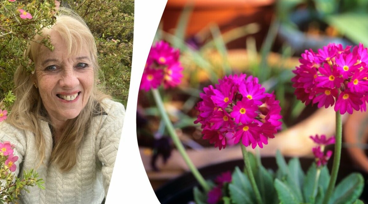 Tidiga och låga perenner värda att satsa på – 6 favoriter av trädgårdsredaktören