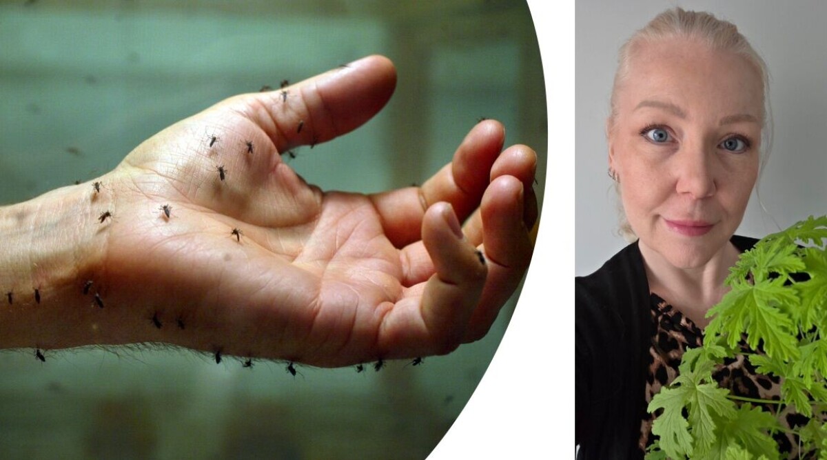 Jag löste sommarens värsta plåga – med hjälp av en vanlig krukväxt