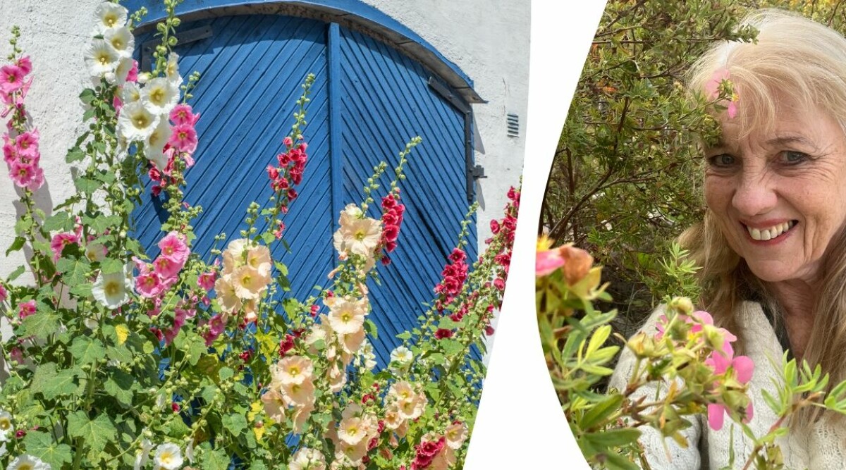 Odla tvååriga blommor – 7 favoriter som självsår sig