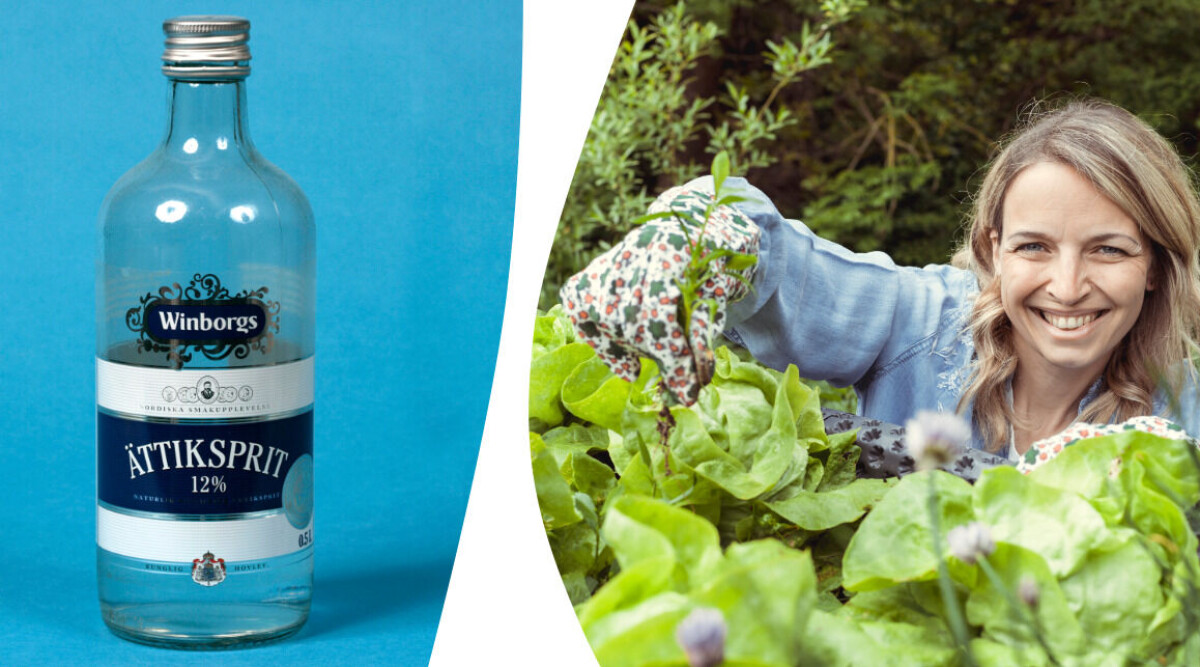 7 smarta sätt att använda ättika i trädgården – både naturligt och billigt