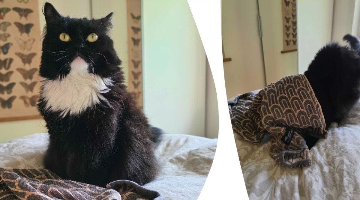 Jag IQ-testade min katt Zelda – så smart är hon egentligen