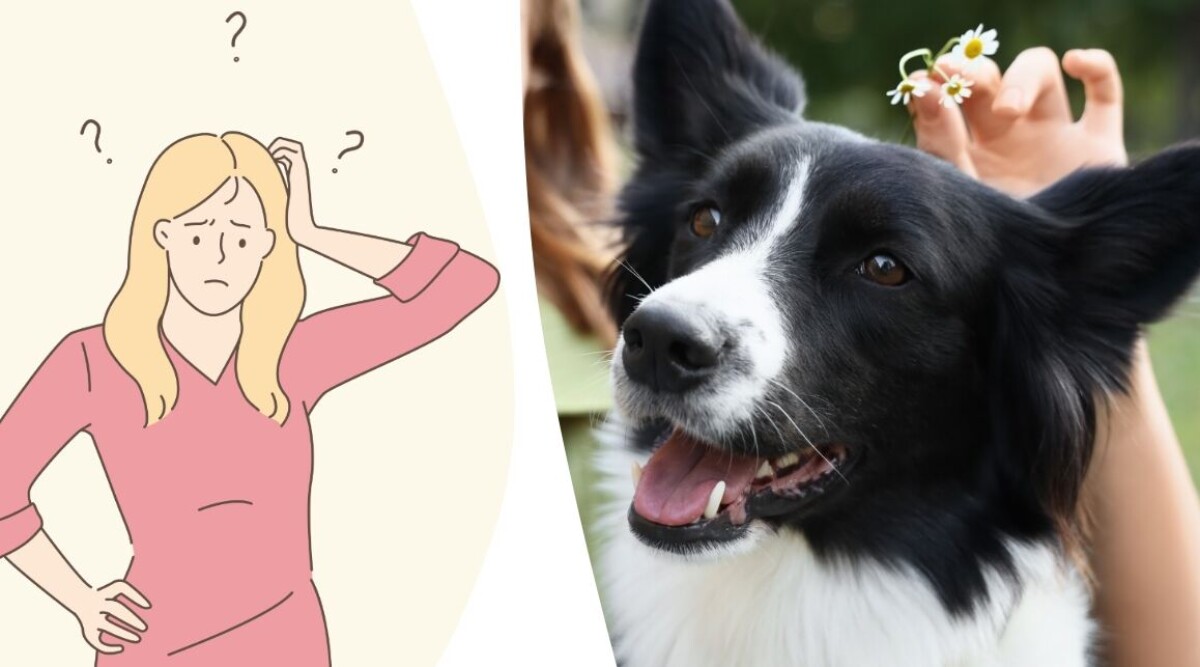 Jag vill bjuda hem väninnan men inte hennes hund – hur gör jag?