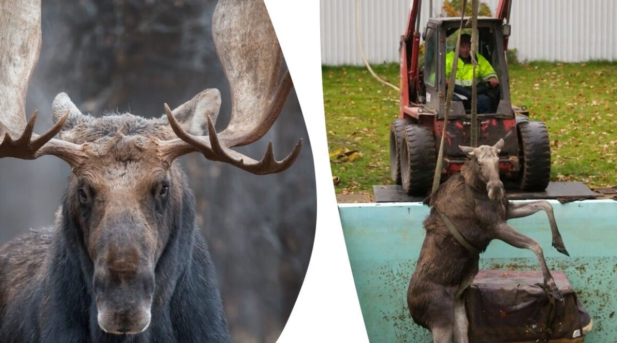 Därför söker sig älgar till stan – gör inte detta om du möter en