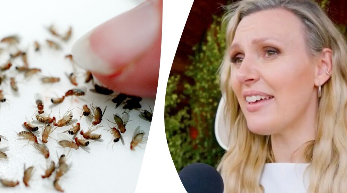 Sanna Nielsens enkla husmorsknep mot bananflugor: ”Det använder jag jättemycket”