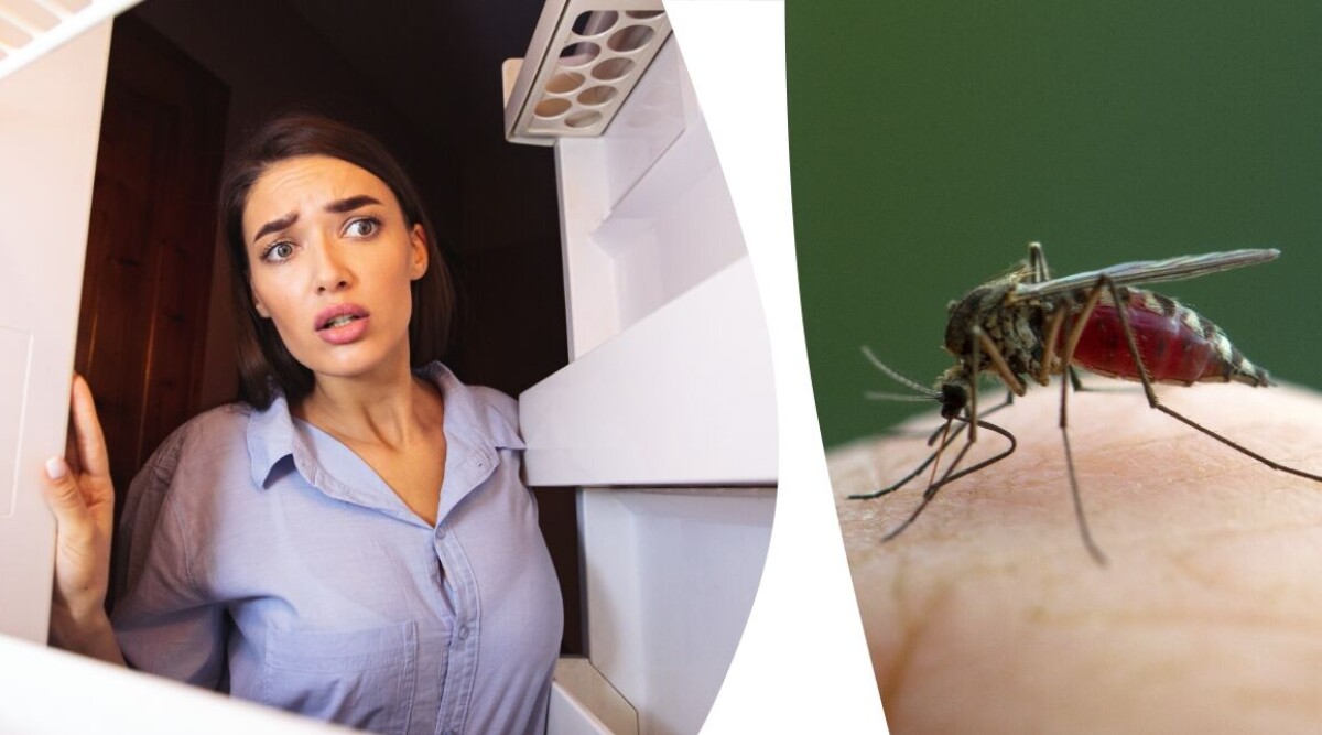 Därför ska du lägga mygg i frysen – istället för att slå ihjäl dem