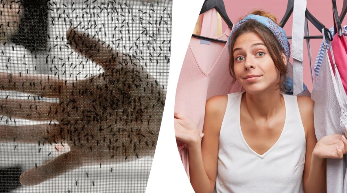 Färgerna du alltid ska bära för att slippa mygg – men dessa ska du undvika helt