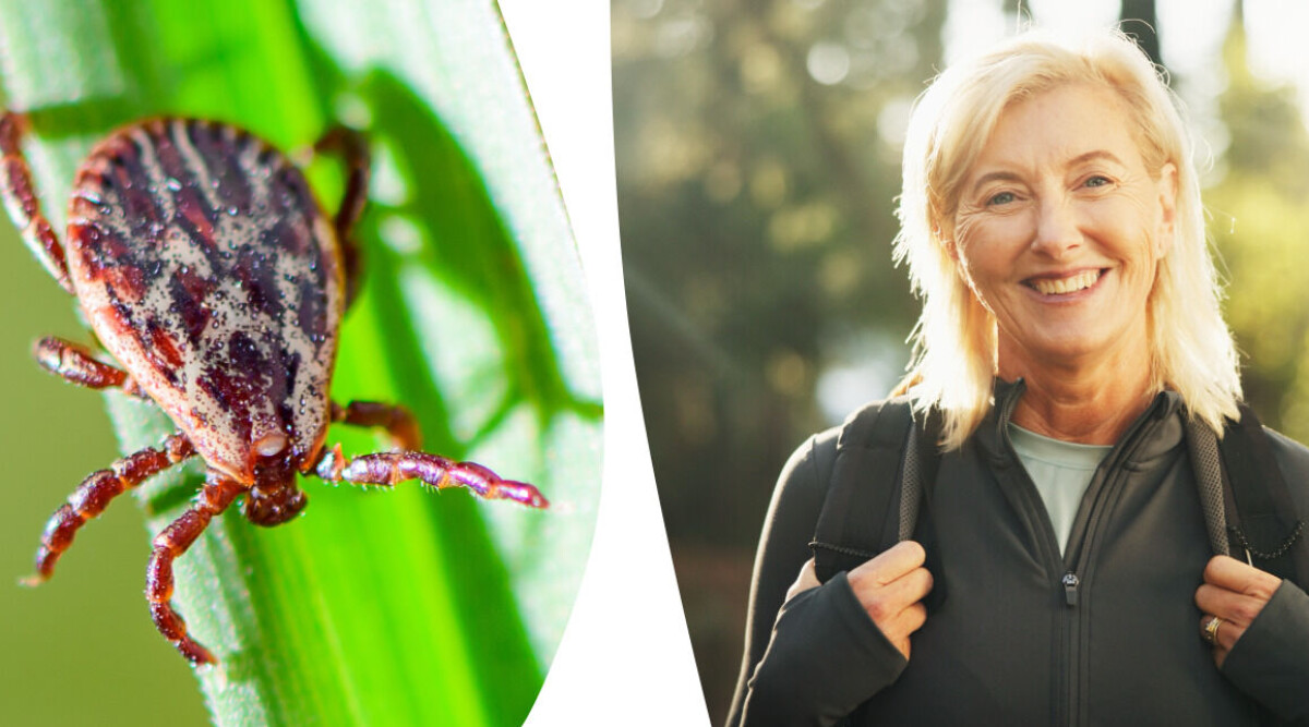 Exotiska fästingar övervakas i Sverige – så skyddar du dig i sommar