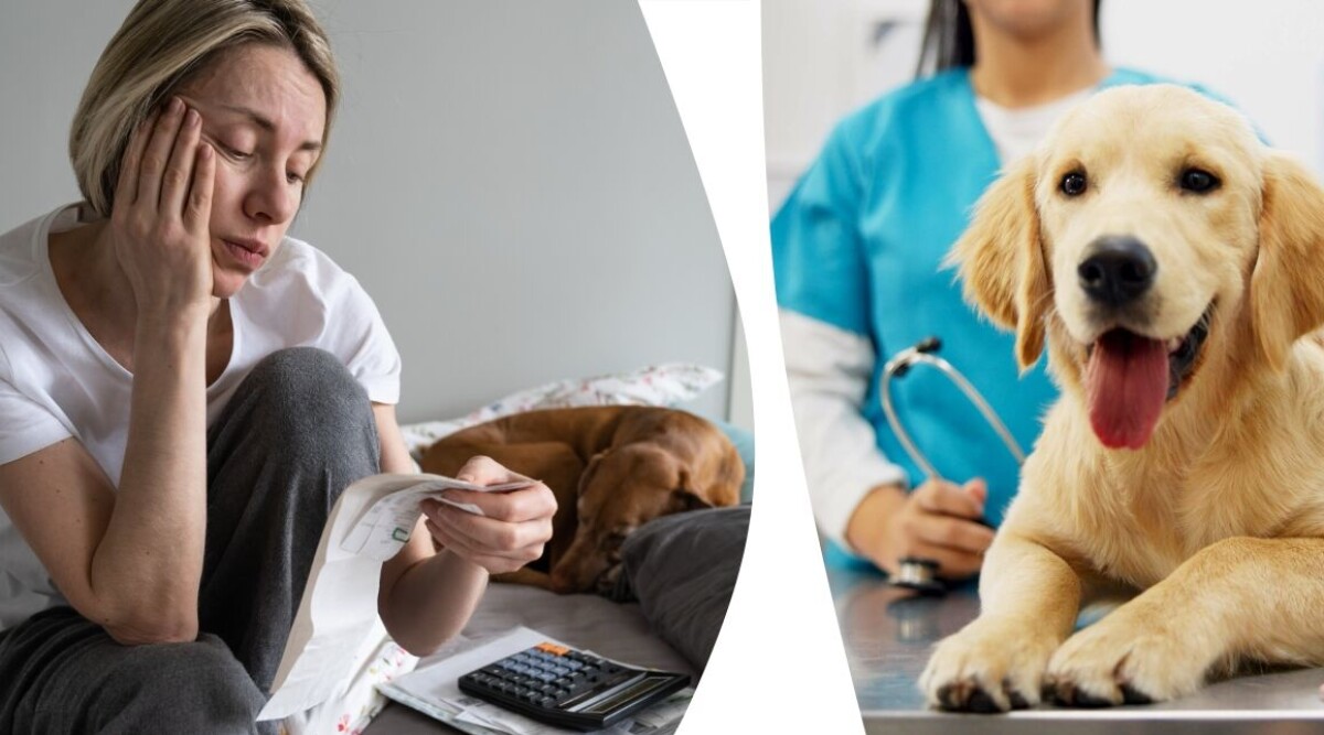 Pressade veterinärpriser – hundägare kan tvingas välja avlivning