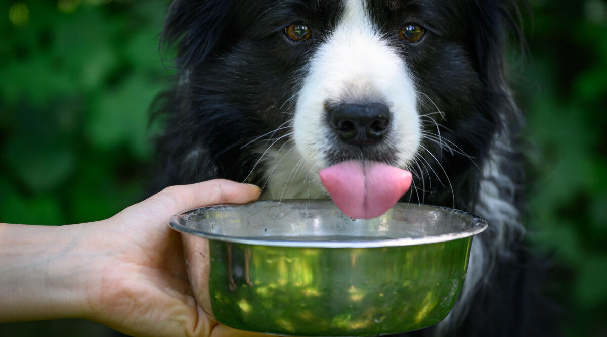 Törstig hund? Så förebygger du livshotande faran