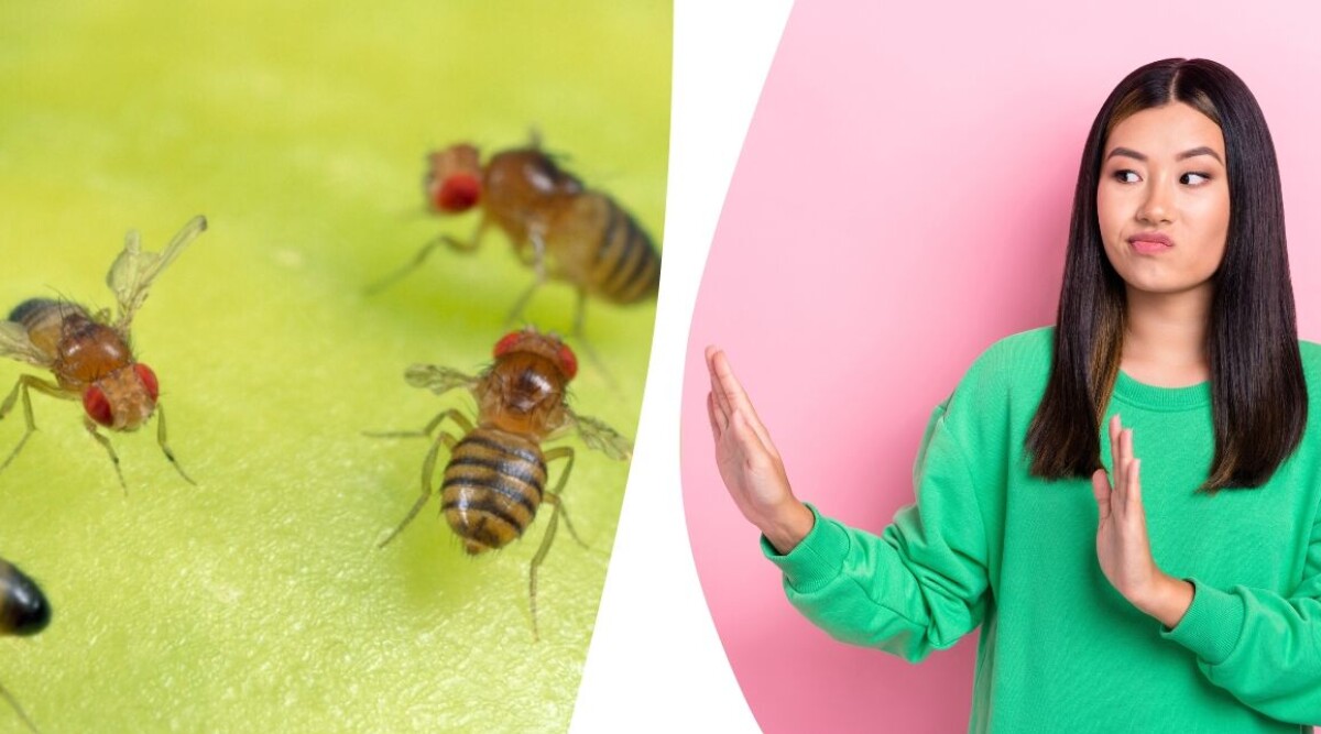Slipp rötmånadens plåga – knepen som hjälper mot bananflugor