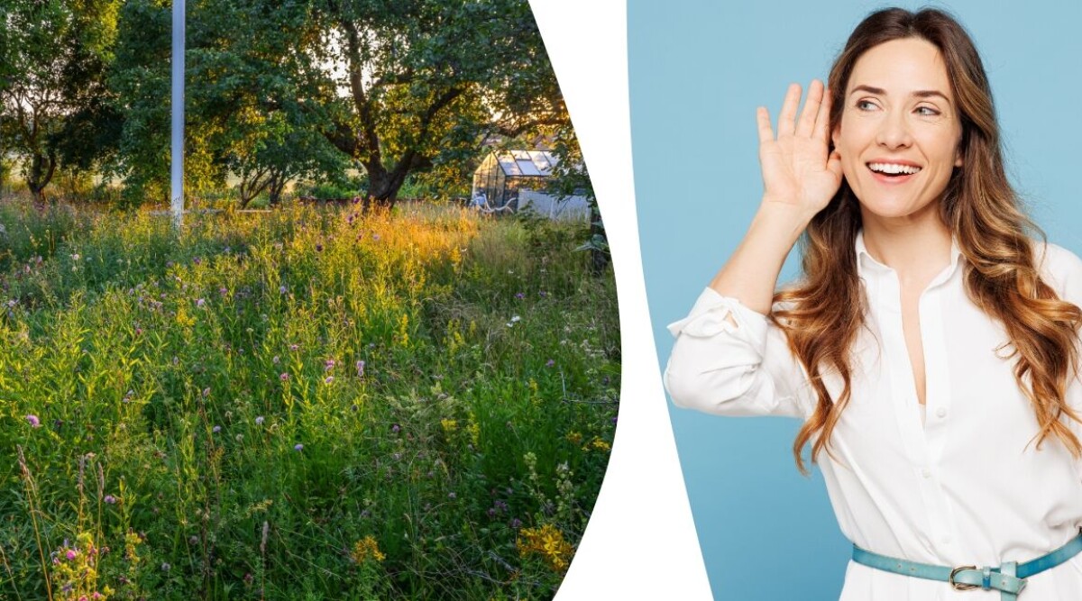 Insektsljudet du hör på kvällarna är något helt annat än du tror – så ser du skillnad