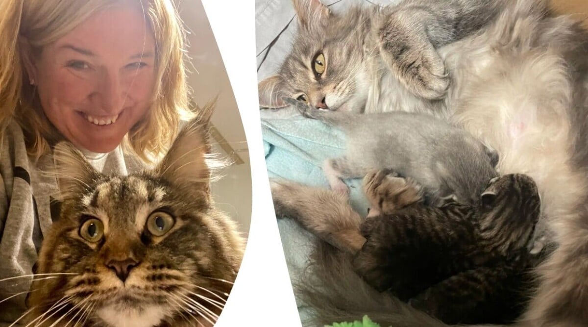 Min katt adopterade två kattungar – så lurade vi Cola att bli trebarnsmamma