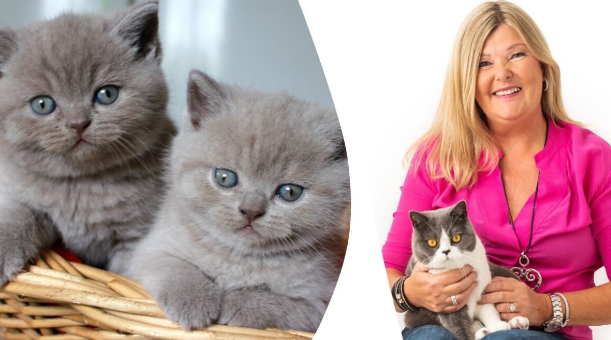 Experten: Det ska du tänka på när du får hem din kattunge – då vet du om något är fel