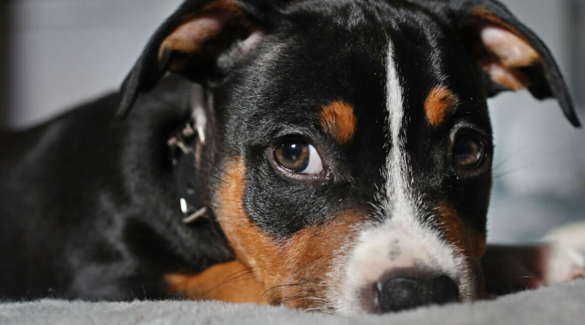 Ny studie: Så många människoår är din hund – egentligen