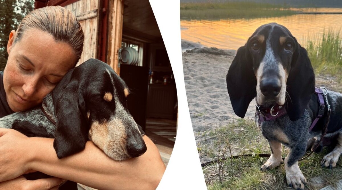 Första hösten med Gösta – det ska du tänka på med omplaceringshund