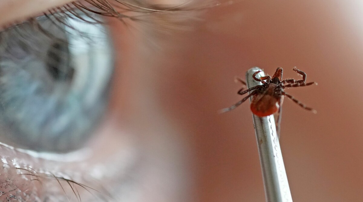 Fästingar vaknar tidigt och blir fler efter en mild vinter