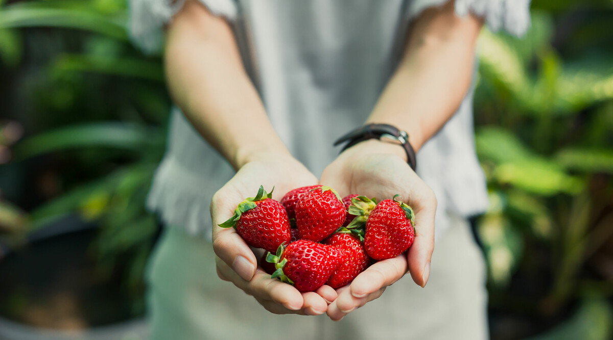 Oron inför midsommar: Svenska jordgubbar kan bli rekorddyra