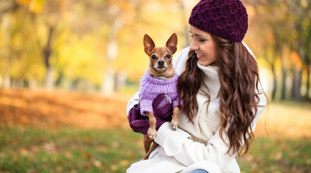 Så många människoår går det på ett hundår