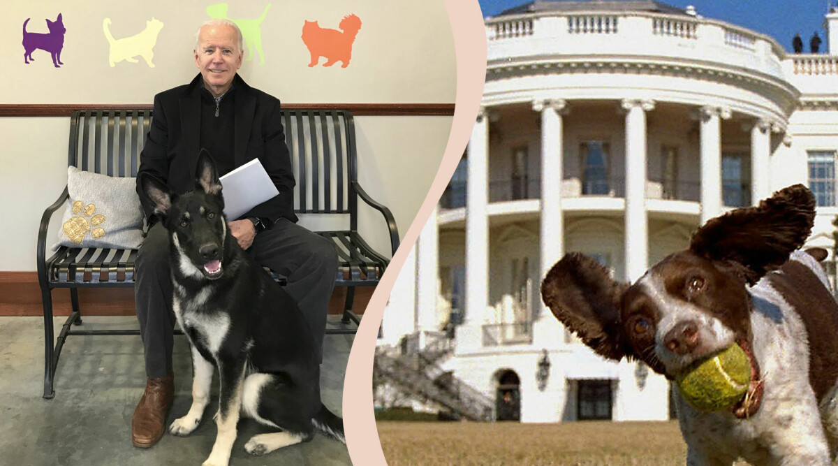 Presidenthundarna genom tiderna – allt du vill veta