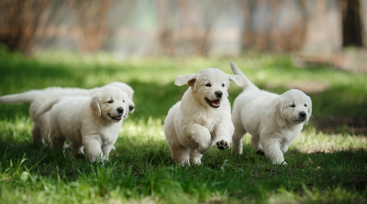 Här är de populäraste hundnamnen 2022