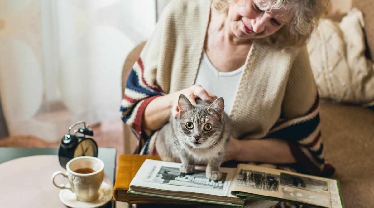 Ny studie: Alla katter är psykopater