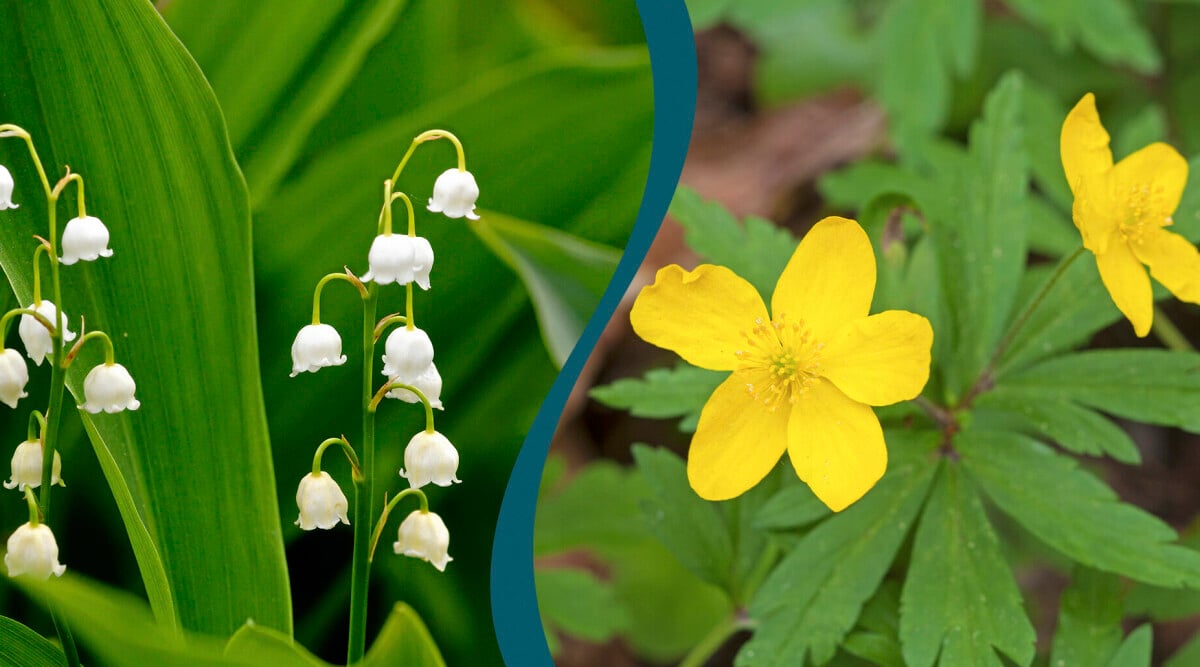 Fridlysta blommor: Här är 7 sorters blommor du inte får plocka