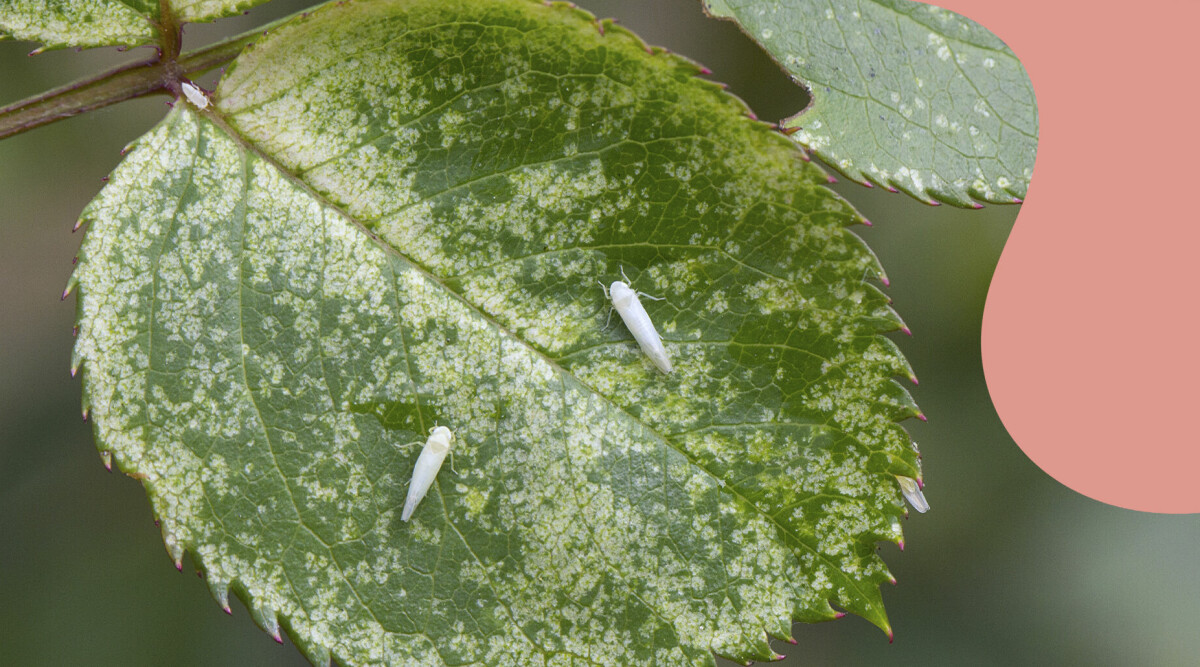 Så blir du av med rosenstrit – insekten som dödar dina utomhusväxter