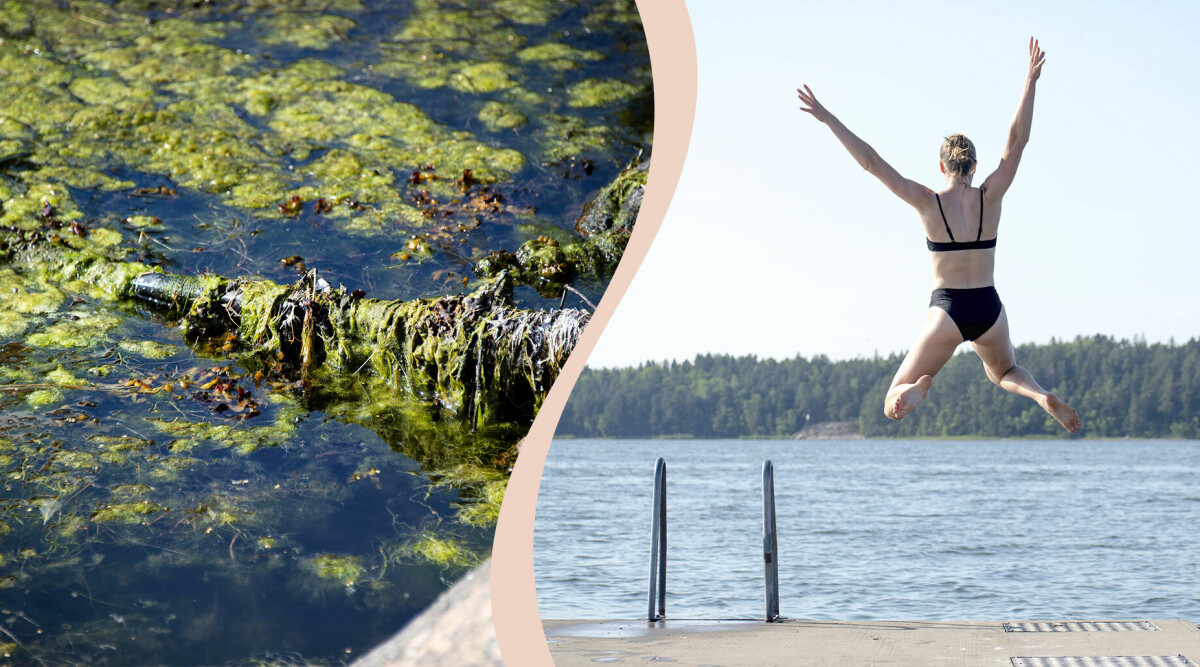 Så farligt är algblomning – och så känner du igen det