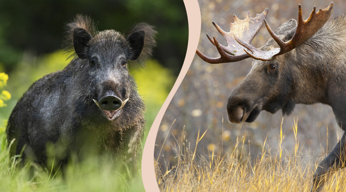 Så ska du göra om du stöter på vilt – älg, varg, vildsvin och björn