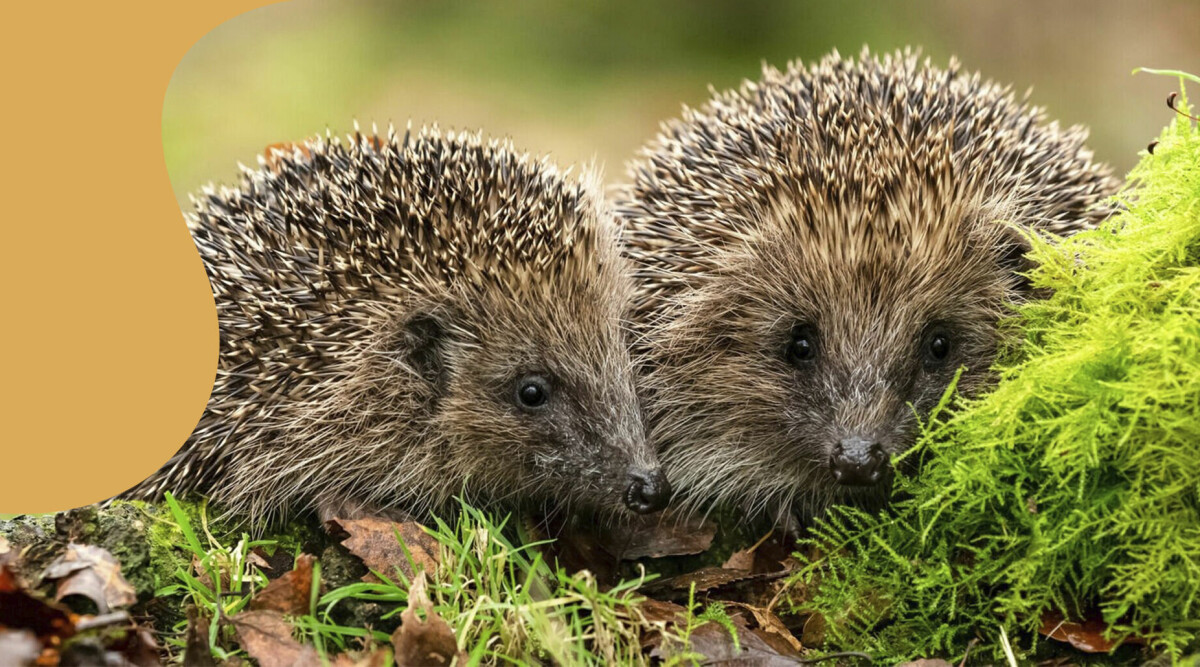 Fridlysta djur: Här är 7 djur du inte får röra i sommar