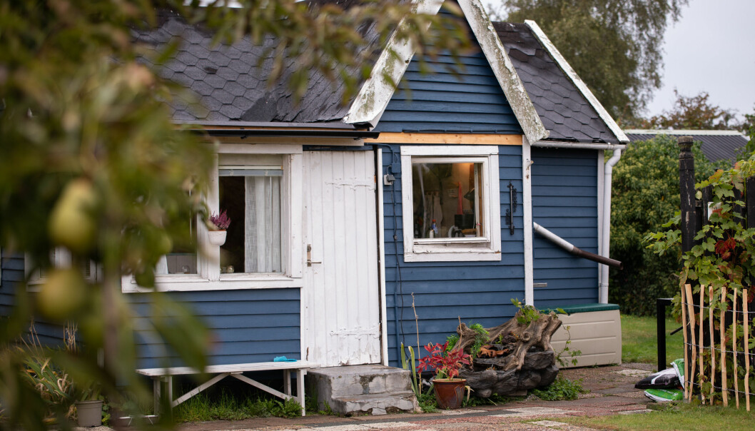 Blå kolonistuga med gren från päronträd i förgrunden.
