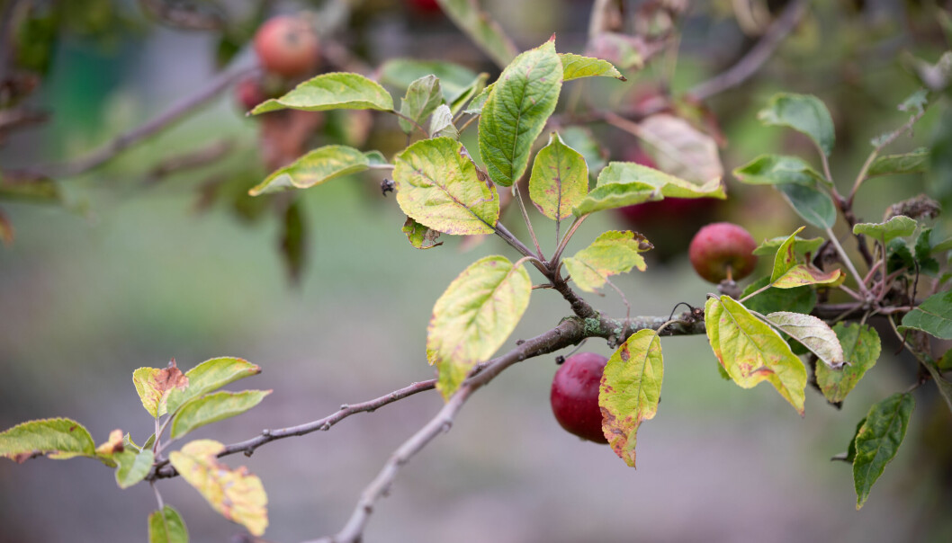 Äppleträd med röda äpplen.