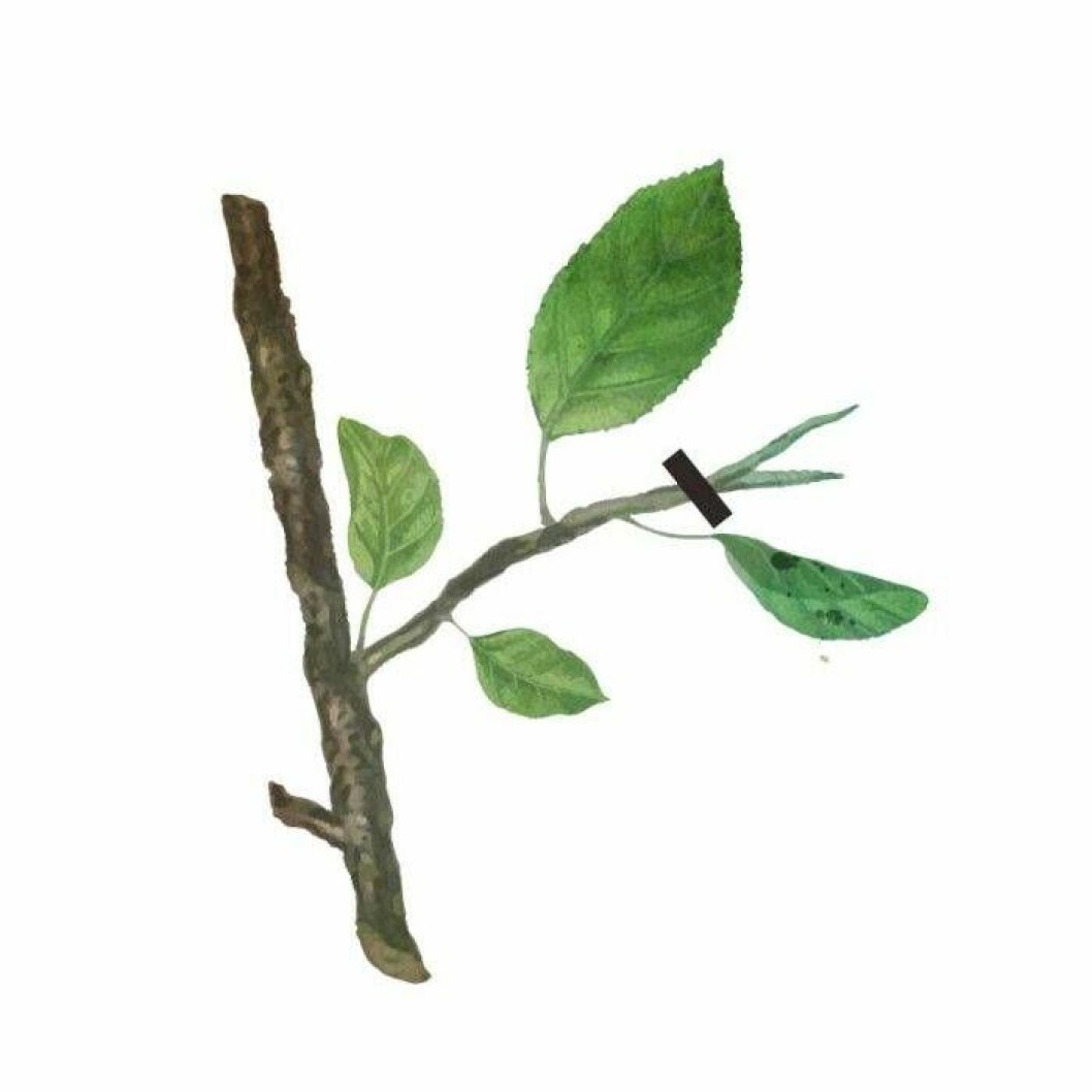 Pincering innebär att knipsa av det yttersta på trädets nya skott. Spara 4–5 blad. Pincering innebär att knipsa av det yttersta på trädets nya skott. Spara 4–5 blad.
