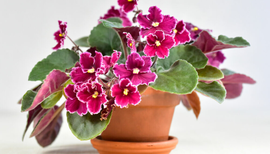 Saintpaulia med lila krusade blomblad.