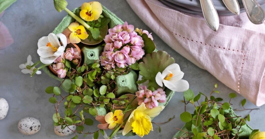Blommande påskpynt som är fint att njuta av själv eller att ge bort som present. Foto: Olof Abrahamsson Vackert blommande påskpynt.