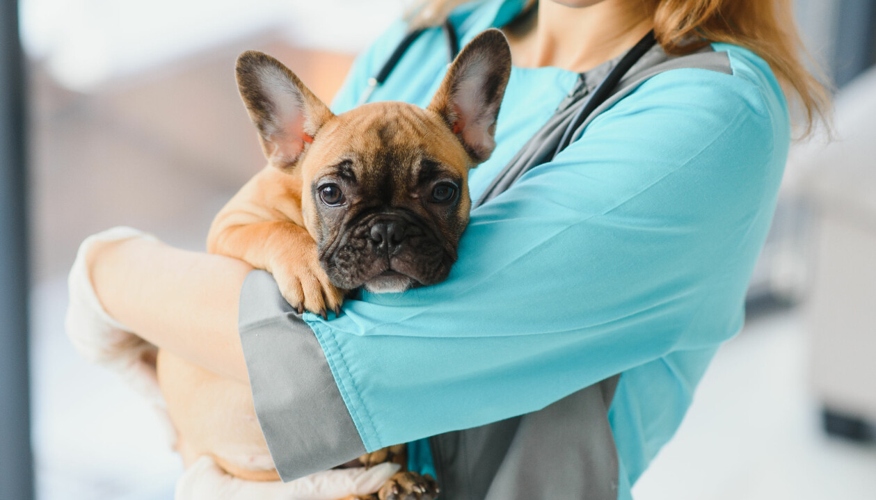 När hundens allmäntillstånd är påverkat och den inte vill dricka eller äta är det bra att kontakta veterinär. Valp med magproblem hos veterinären.