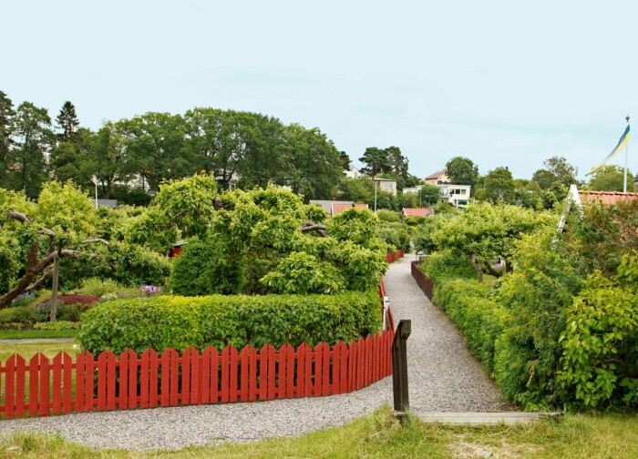 En lummig idyll med knastrande grusgångar, små fina stugor, fruktträd och välklippta häckar. Så ser många äldre koloniområden ut. En lummig idyll med knastrande grusgångar, små fina stugor, fruktträd och välklippta häckar. Så ser många äldre koloniområden ut.