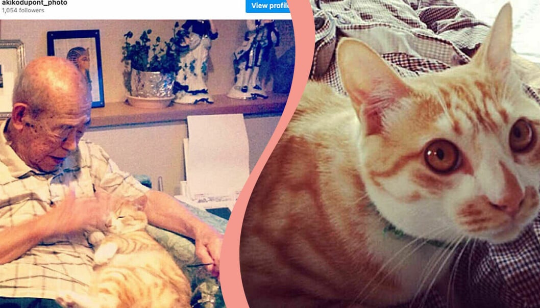 Instagrambilder på en katt och gammal man