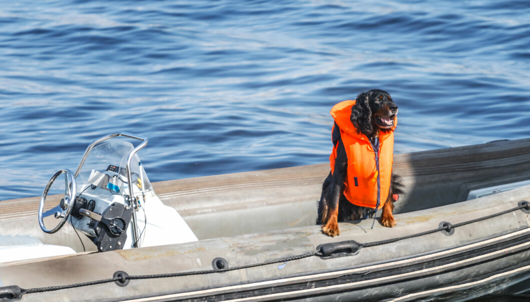 Ska hunden följa med i båten – använd alltid flytväst! Foto: Shutterstock/TT Alltid flytväst till hundar i båt.