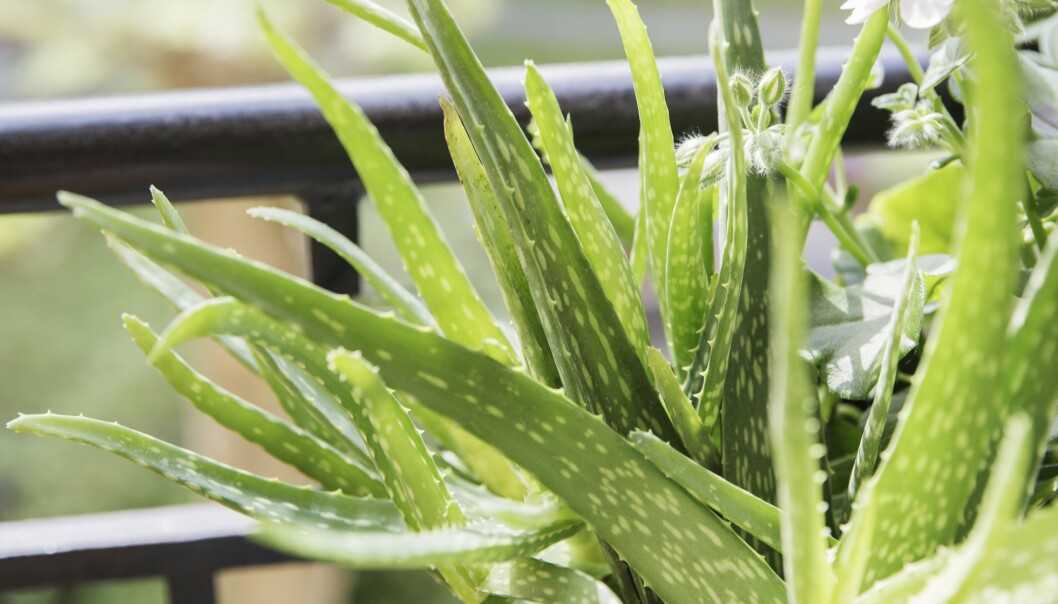 Aloe vera har länge använts i medicinskt syfte. Det är den klibbiga saften i bladen som innehåller nyttigheter som vitaminer och inflammationshämmande enzymer. Aloe vera är enkelt att sköta i balkonglåda.
