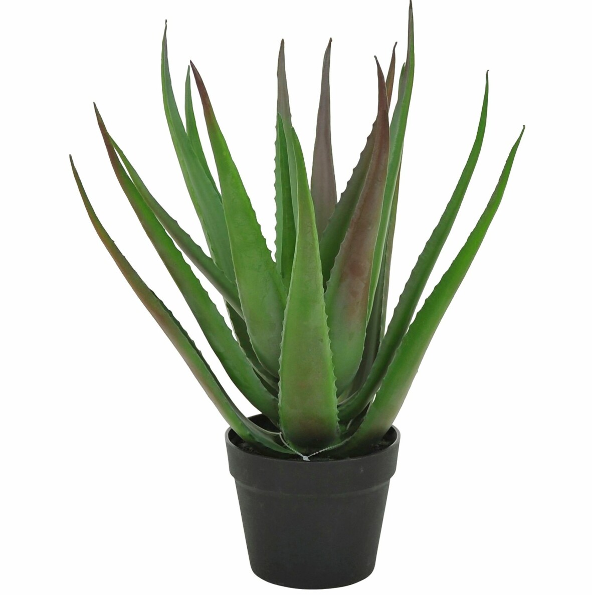 Kostväxt aloevera