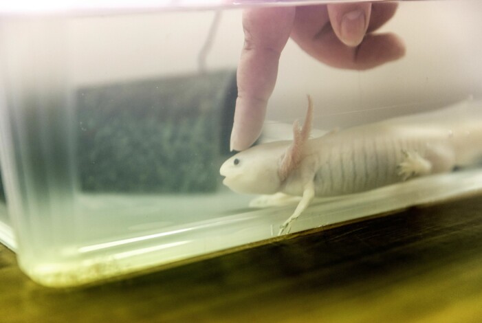 Stefan är en av fem axolotlar hemma hos Amanda, och stjärnan i sällskapet. I vilt tillstånd finns axolotlar bara i vissa vattendrag i Mexiko. Amanda sticker ner fingret i vattnet och smeker sin axolotl.