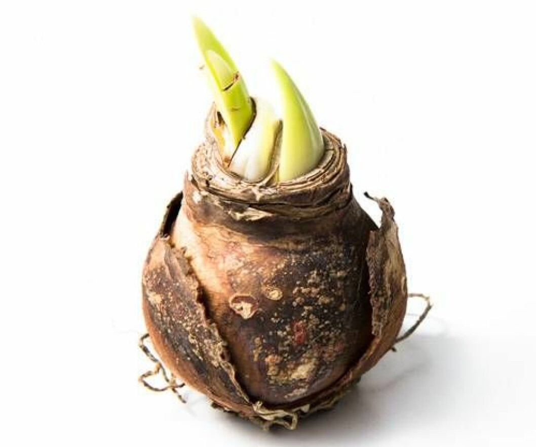 Foto: Shutterstock En amaryllislök.