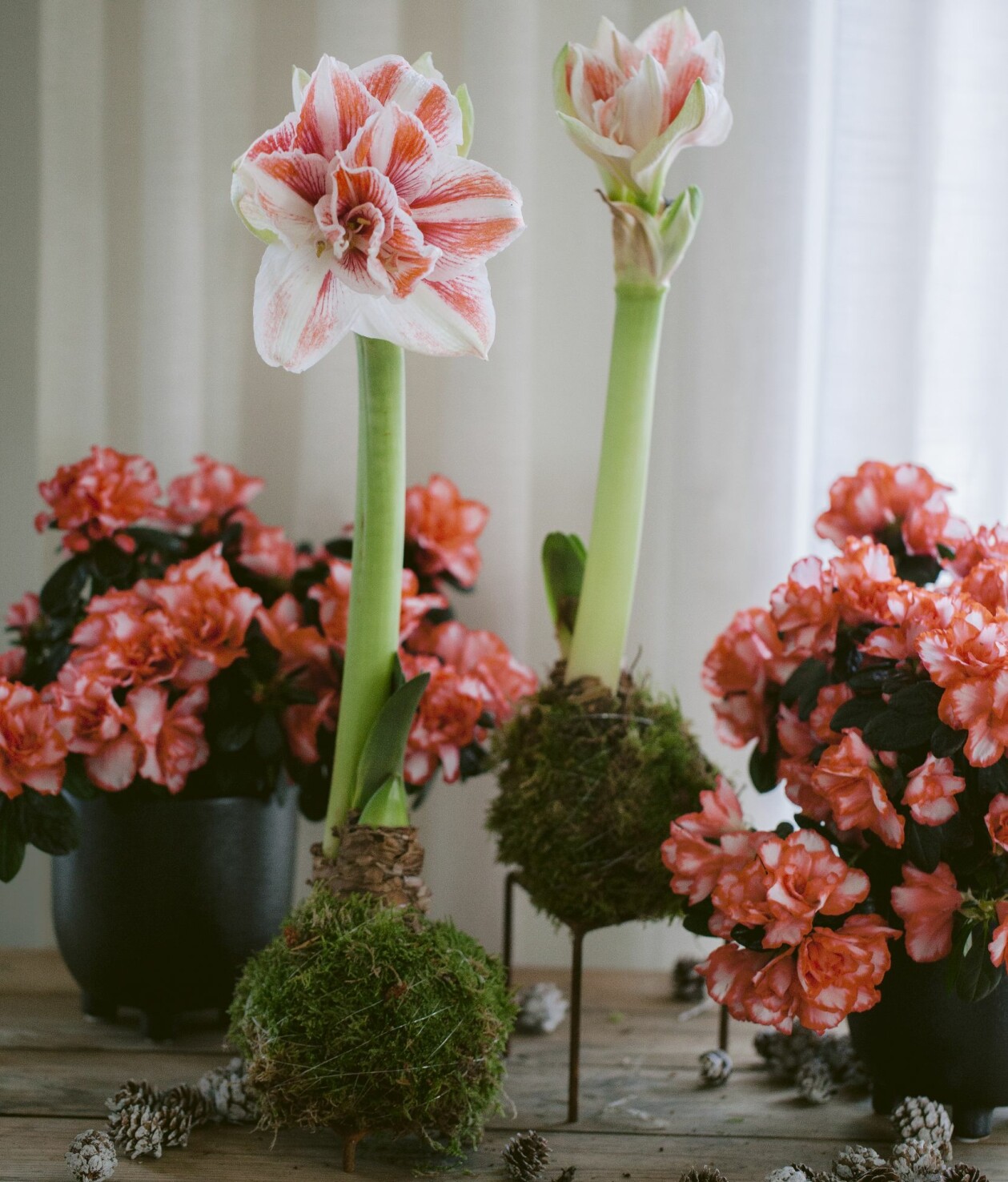 Vilket vackert par! Både amaryllis ’Clown’ och azalea i polkagrisrandigt. Blomsterpyssla och klä in amaryllislöken i mossa. Amaryllis gjord i stil av kokedama med mossa.