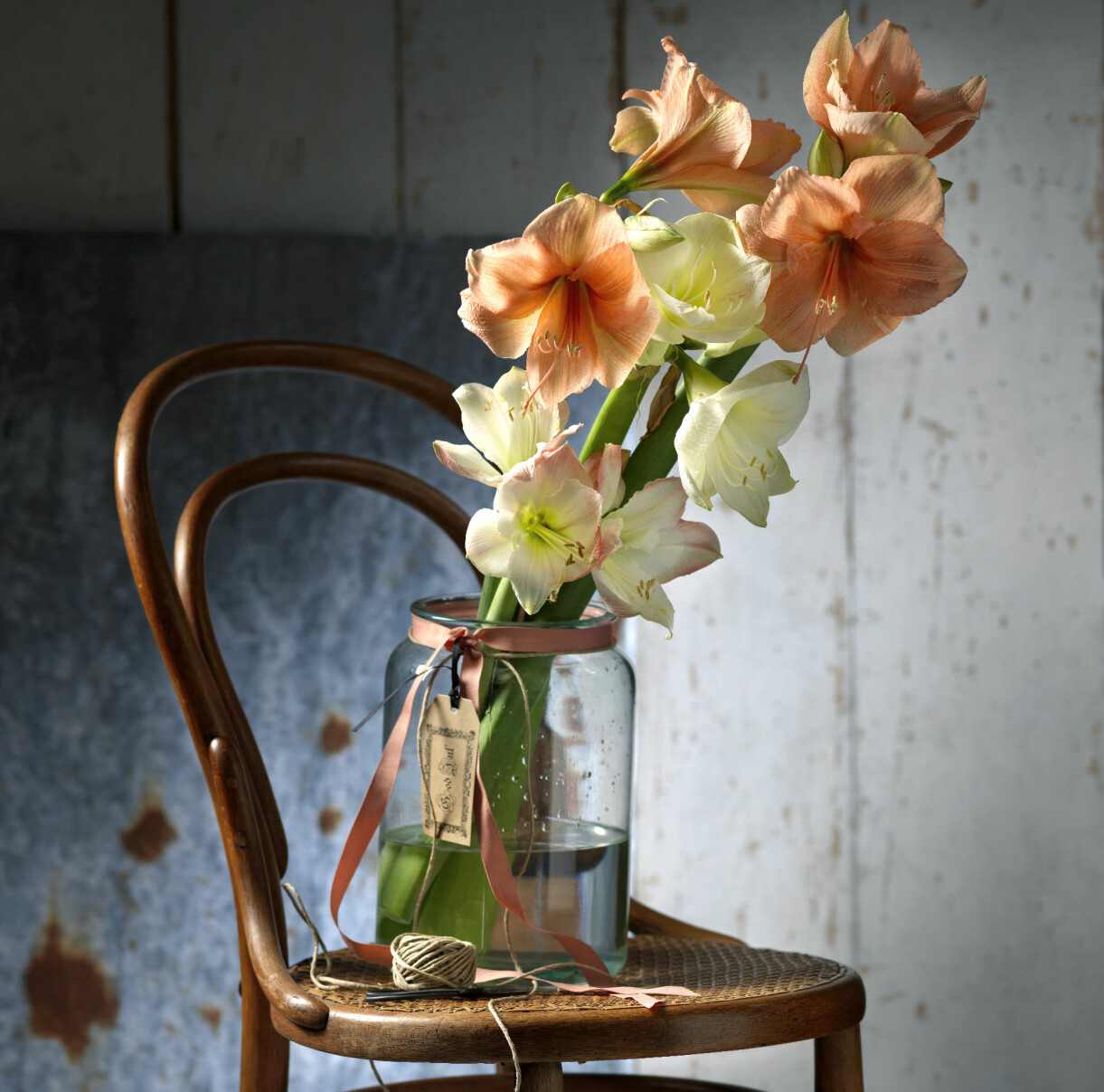 Amaryllis i glasvas.