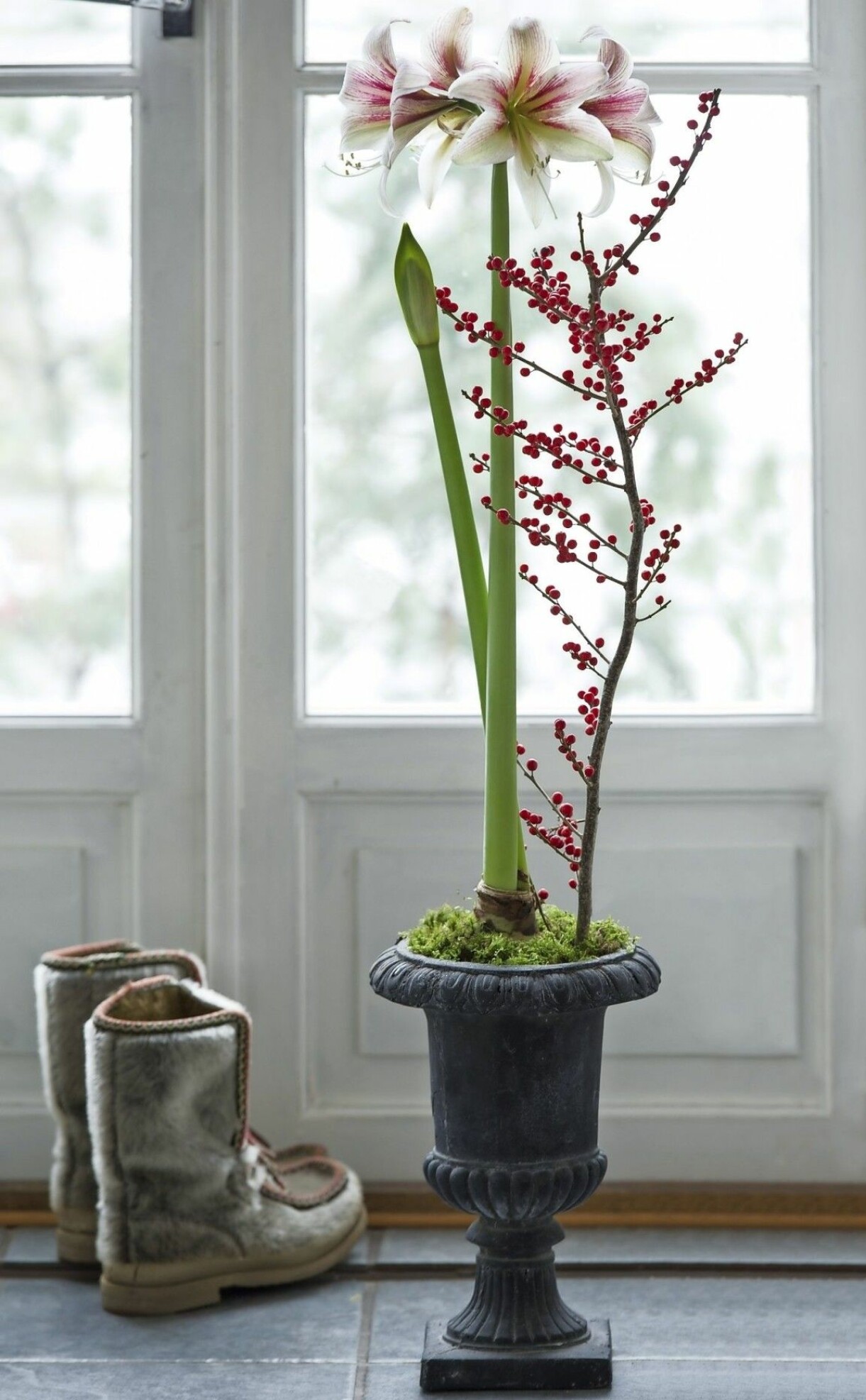 Amaryllis på lök, placerad i en hög urna på golvet.