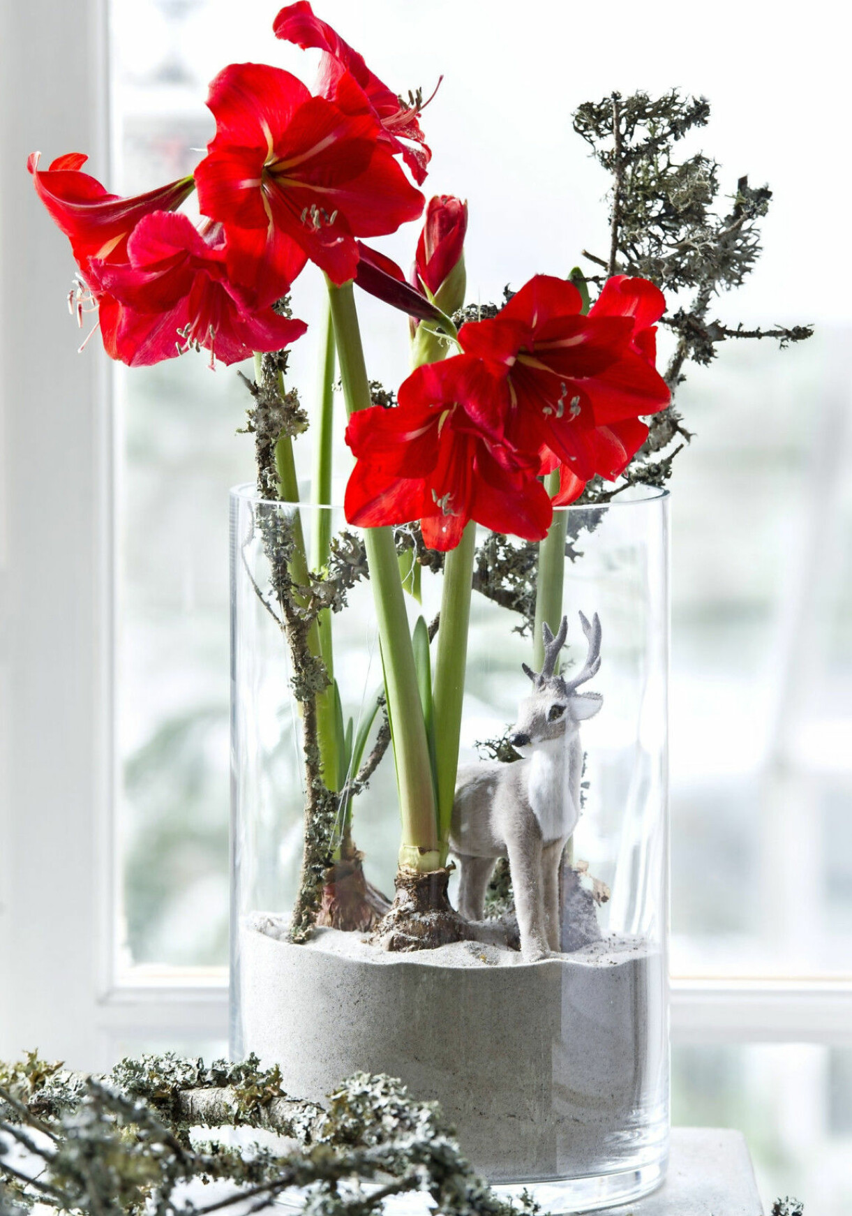 Amaryllis på lök i en stor vas, med sand i botten som håller löken på plats.