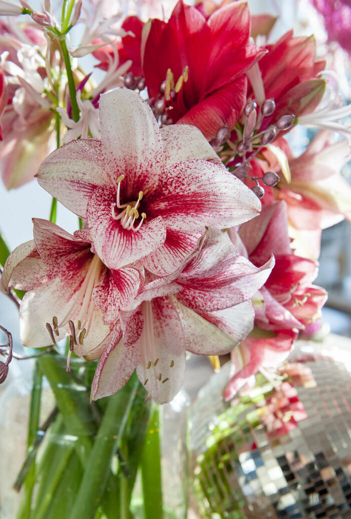 Det finns massor med fina amaryllissorter att välja mellan, från röda och vita till rosa, korall och flerfärgade. Amaryllis.