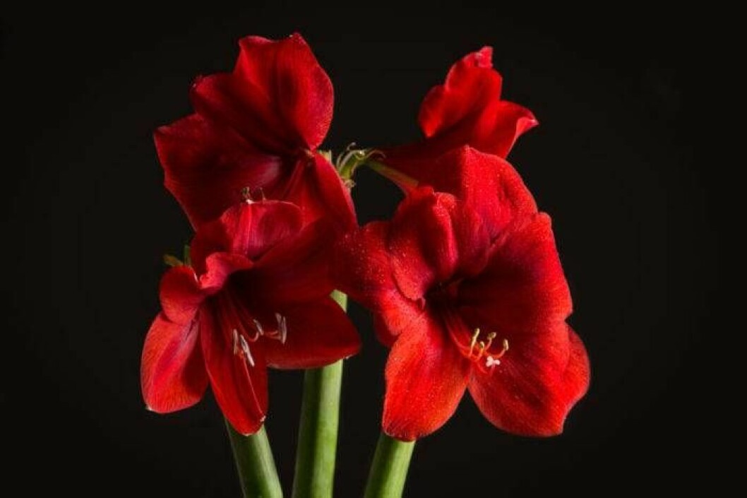 Foto: IBL Bildbyrå röd, blommande amaryllis.
